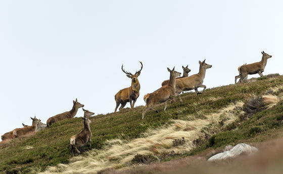 Deer Stalking card link