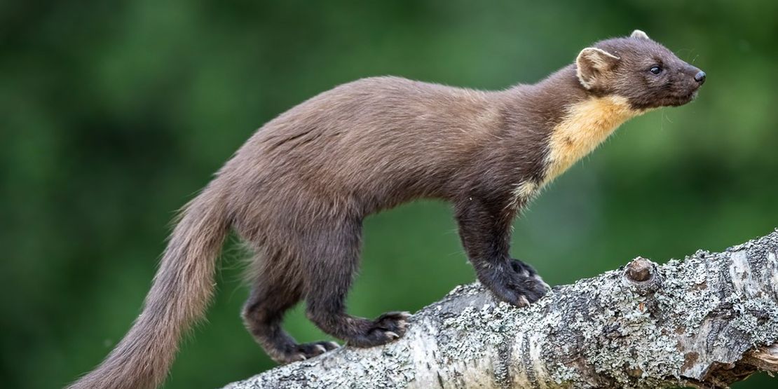 Pine Marten 2