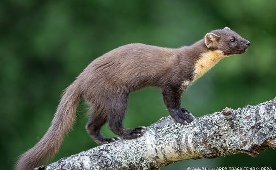 The Lookout card link